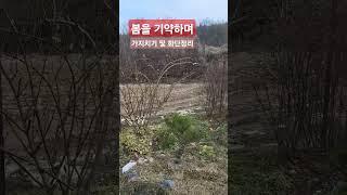 울타리 가지치기 및 화단 정리해요/선재작은농장tv