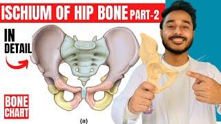 ischium of hip bone anatomy | attachments of hip bone anatomy 3d | bones of lower limb anatomy