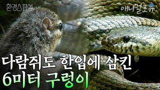 다람쥐를 산채로 한입에 삼킨 거대한 구렁이 I 국립공원 생명의 씨앗이 되다 I KBS 환경스페셜 101006 방송