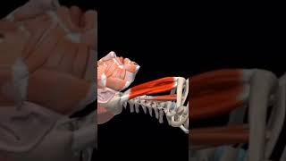 Muscle And Motion | Sternocleidomastoid #shorts #muscles #SCM #anatomy