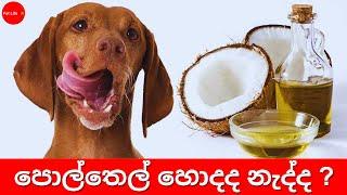 ඔයාගේ සුරතලා ට පොල්තෙල් දුන්නොත් වෙන දේ || Coconut Oil for Dogs - Pet Life lk