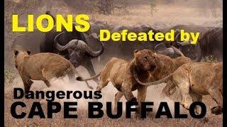 NARRATED: "THE BOSS" Africa's Dangerous Cape Buffalo (Black Death) attacks and kills Lions