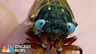 What are BLUE-EYED cicadas? Rare critter reported in Chicago suburb