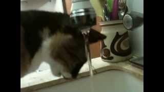 cat drink from tap