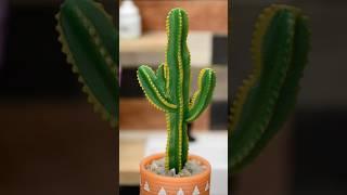 plant a mini cactus with me #miniverse