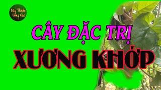 HUNG THẦN Đau Xương Khớp, GẶP Ở ĐÂU LẤY LUÔN Ở ĐÓ đừng bỏ phí các bác nhé | CTVC