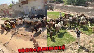 New Zoo Me 1000+ Animals Agea  Mamu Ly Aiy 