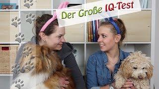 Welche Rasse gewinnt? IQ Test Pudel, Sheltie, Cairn Terrier im Vergleich | Hundekanal