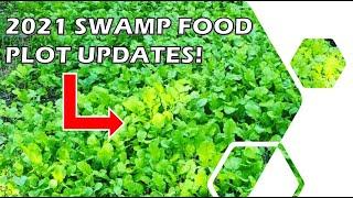 2021 Swamp Food Plot - No-Till In Wet Soil - Northwoods Sweet Feast Brassicas & Winter Rye