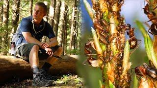 The Hunt for Wood Ants | The Ant Explorer