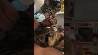 ️ #shorts #catshorts #funnycatvideos #catsofyoutube #catoftheday #cats #video