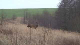 Polowanie zbiorowe - jelenie - Drückjagd in Polen - driven hunt - chasse