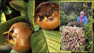 NÉFLIER COMMUN : UN ARBRE FLORIFÈRE ET FRUCTIFÈRE QUI SE PLAÎT PARTOUT. Le Quotidien du Jardin N°430