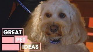 The Timid Spoodle | Pets | Great Home Ideas