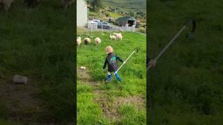 3 year old sheep Shepherd #sheep #lambing #sheepfarming #sheepfarm #lambs #farming #sheepfarmer