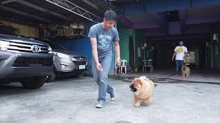 TRAINING: Chow Chow Puppies