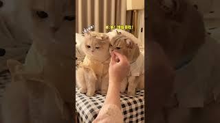 【#薄荷猫猫甜不甜】当我用假猫条测试小猫智商!我好像养到了智障猫! #薄荷猫猫 #我和我的猫 #治愈猫咪 #吧唧小猫