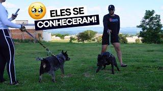 VLOG: ENCONTRO DO THOR E DO WILL  não foi como gostaríamos...