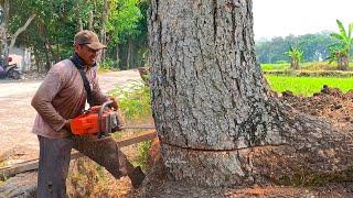 Super Old Rain Tree