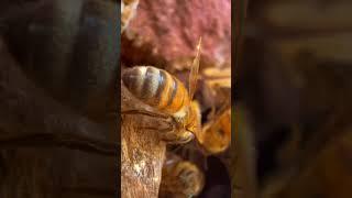 Look *into* the belly of a bee!  #honeybee