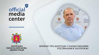 Запоріжжя проти амброзії: як місто бореться з карантинними рослинами