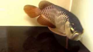 Asian arowana pte ltd. our thin frame xb