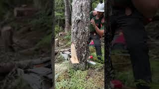 I almost lost this tree backwards when my wedge popped out 
