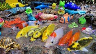 Colorful ornamental fish scoops, koi fish, cute goldfish, comet fish, gourami fish, brazi turtles