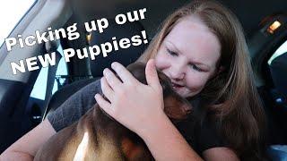 PICKING UP OUR NEW DOBERMAN PINSCHER PUPPIES! (Meet My New Puppy Vlog)