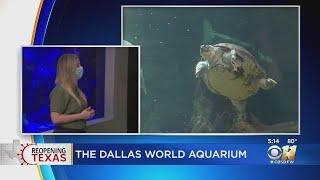 The Dallas World Aquarium Has Reopened