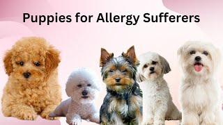 7 Most Popular Puppies for Allergy Sufferer / PawPal