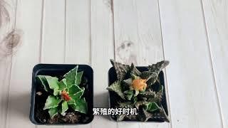 四海波春季养护小技巧#花卉绿植 #养护小知识 #种植小技巧