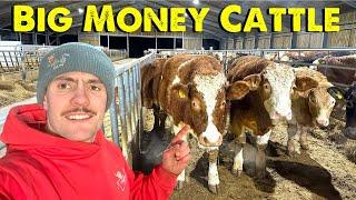 Cattle At Record High Prices - Time To Sell