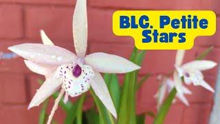 BLC. Petite Stars, una hermosa orquídea.