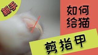 【新手】剪猫指甲铲屎官技能必备，猫咪不乖也不怕！|猫奴必看，干货满满|冬冬酱的猫