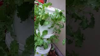 Cheap & Easy Hydroponic Tower Garden