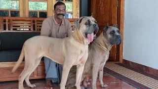 വയനാട്ടിലെ പുലിക്കുട്ടികൾ Cane Corso Dogs