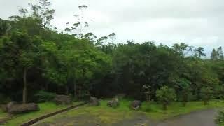 Zip Lining, La Vallée des Couleurs, Mauritius