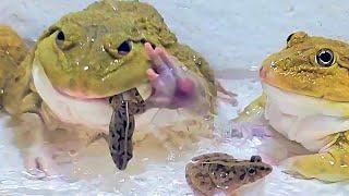 Asian Bullfrog Eats Many Small Frogs! Asian Bullfrog Live Feeding