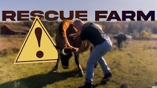 Unbelievable Animal Healing: "My Day as a Chiropractor on a Rescue Farm!"