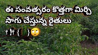 Mirchi Farming Telugu | మిరప పంట సమాచారం | Mirchi seeds | Mirchi Latest News Telugu | Mirchi Crop