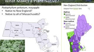 Webinar: Native Plants for New England Gardens