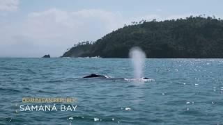 Whale Watching Season in Samaná | Go Dominican Republic