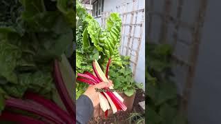 Did you harvest anything today? #swisschard #harvest #todayharvesting #theloveforgardening