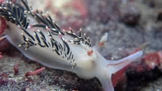 pugnacious nudibranch with my new underwater camera