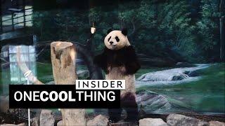 Presenting the most energetic panda ever | One Cool Thing