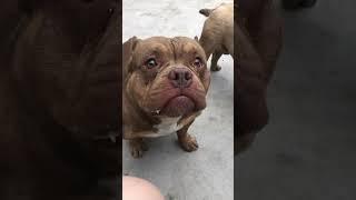 Hello  #funny #dog #asmr #shorts