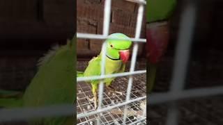 My Handtame Ringneck Parrot male #handtameparrot #ringneckparrot #viral #sarfaraztaimoor