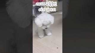 기다려 훈련하는 아기 강아지 #강아지 #비숑프리제 #강아지교육 #강아지브이로그