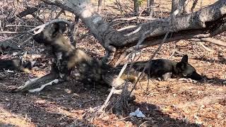 Pack of 15 wild dogs resting under the Zambezi teak trees close Ngoma Gate.